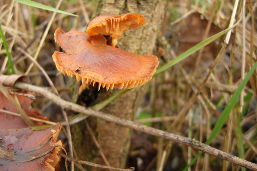 tanti funghi